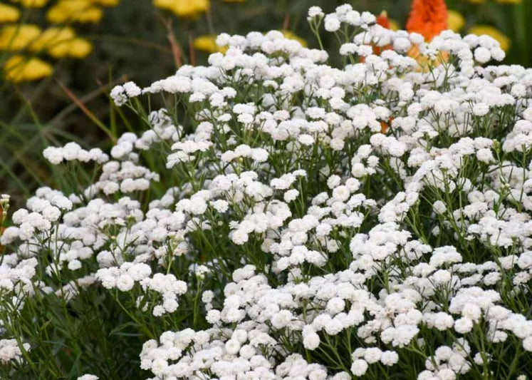 'Peter Cottontail' Yarrow