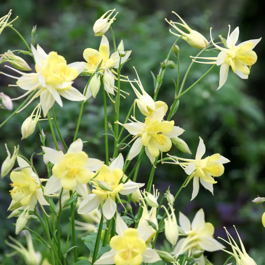 'Yellow Queen' Columbine