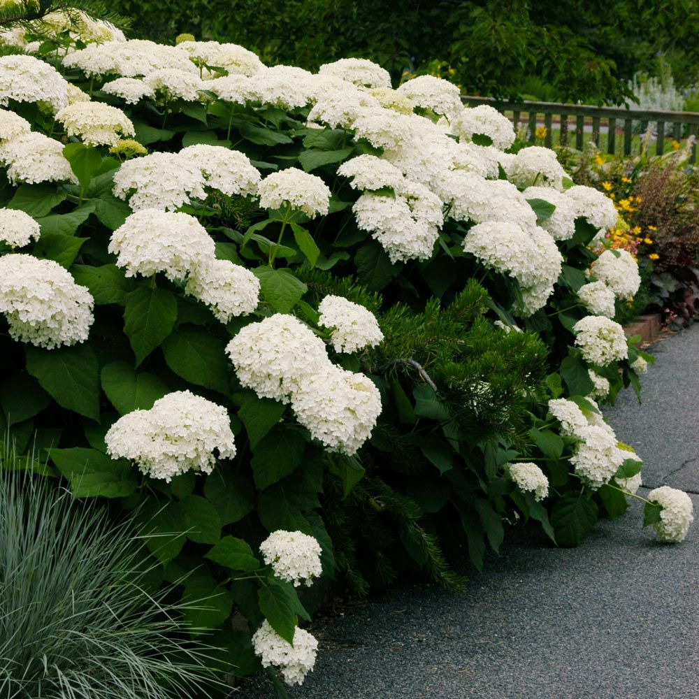 Hydrangea 'Annabelle'