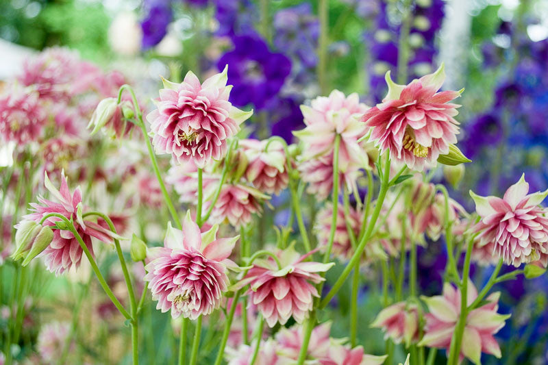 'Nora Barlow' Columbine