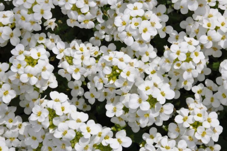 'Snowcap' Rockcress
