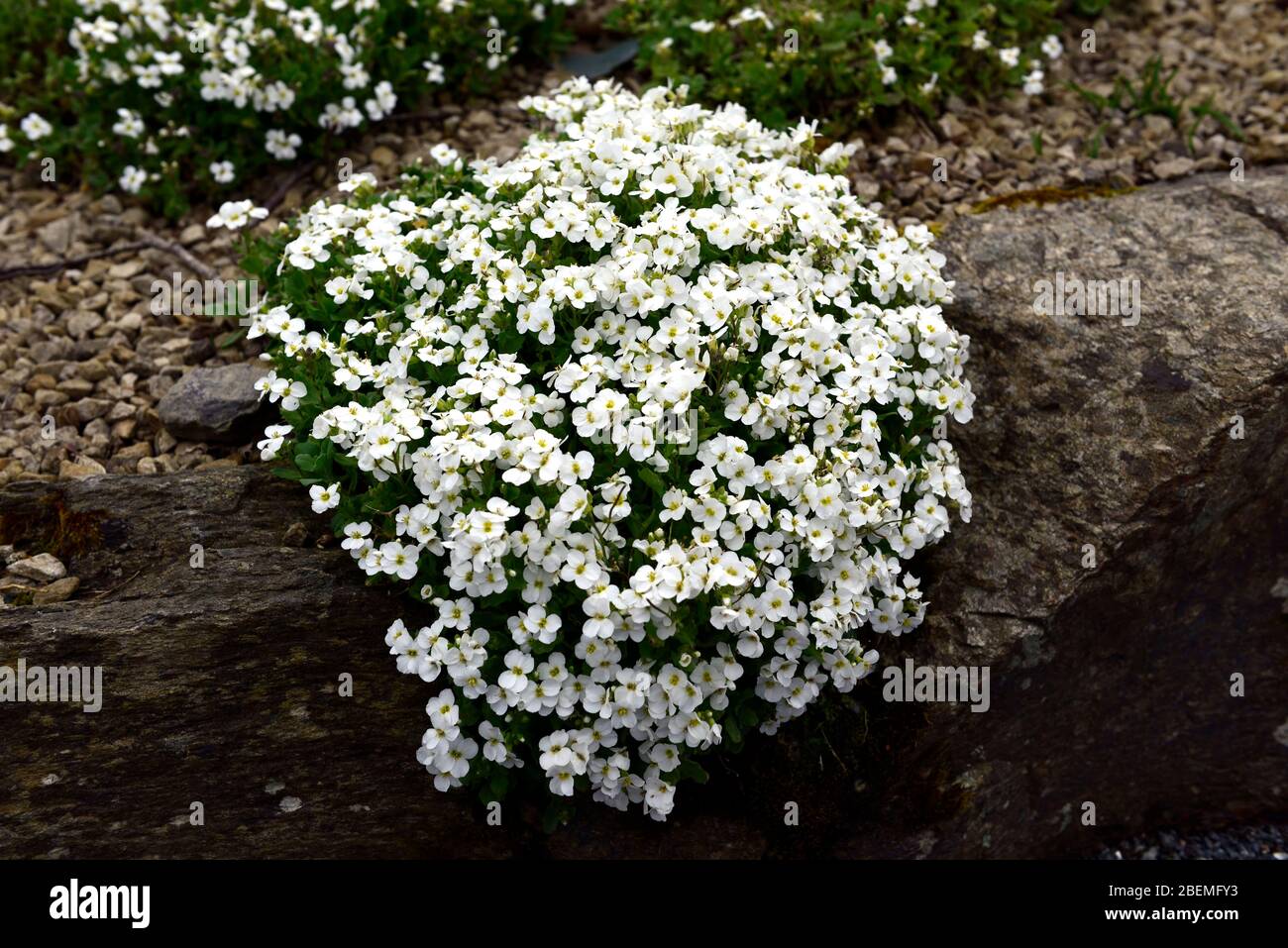 'Snowcap' Rockcress