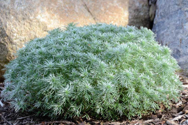 Artemisia 'Silver Mound'
