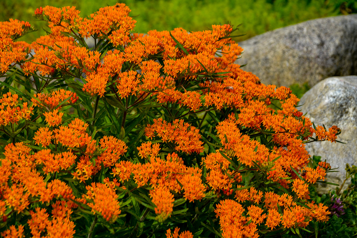 Butterfly Milkweed