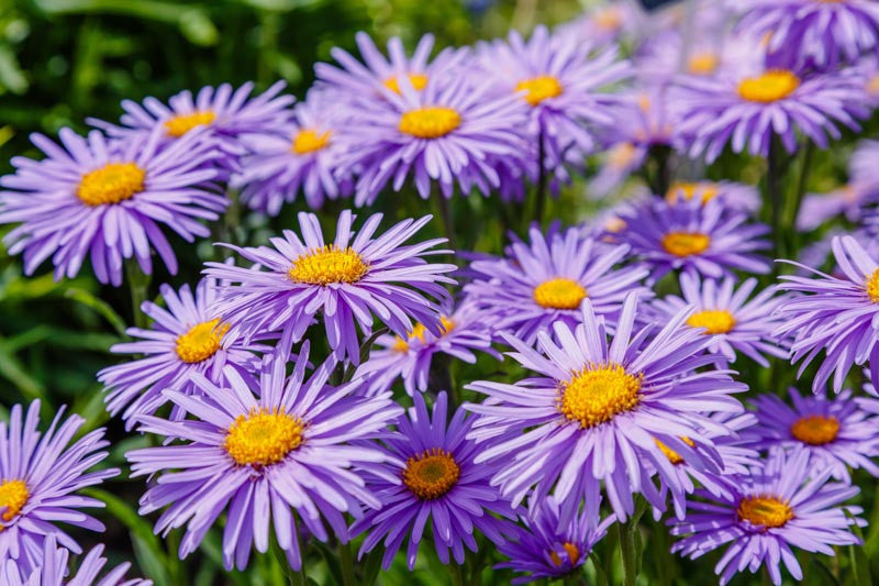 'Dark Beauty' Blue Aster
