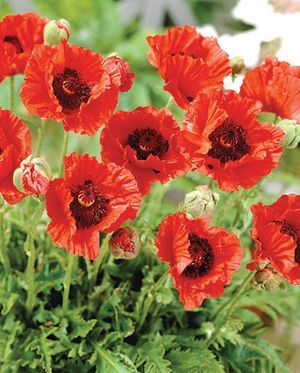 Oriental Poppy