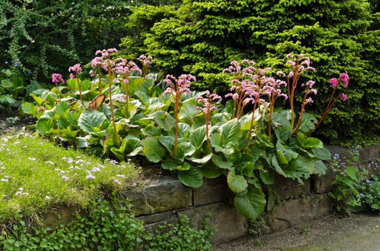 Bergenia 'Cambridge Rose' / Heartleaf