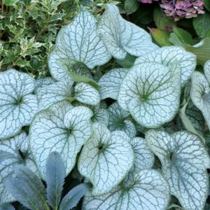 Jack Frost Siberian Bugloss