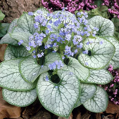 Jack Frost Siberian Bugloss