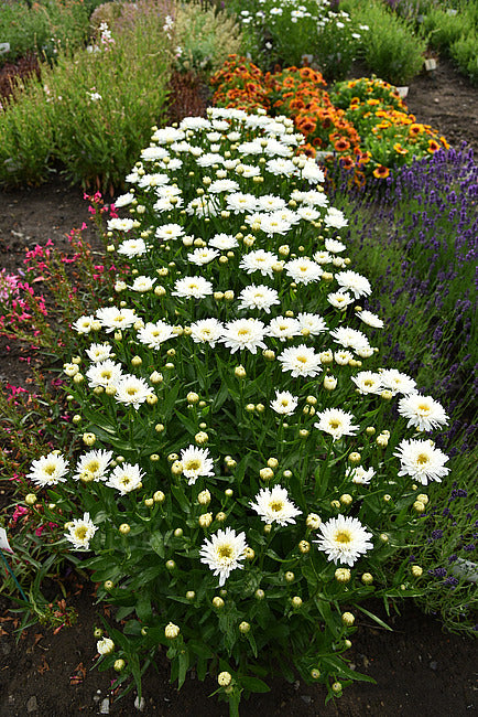 'Rebecca' Shasta Daisy