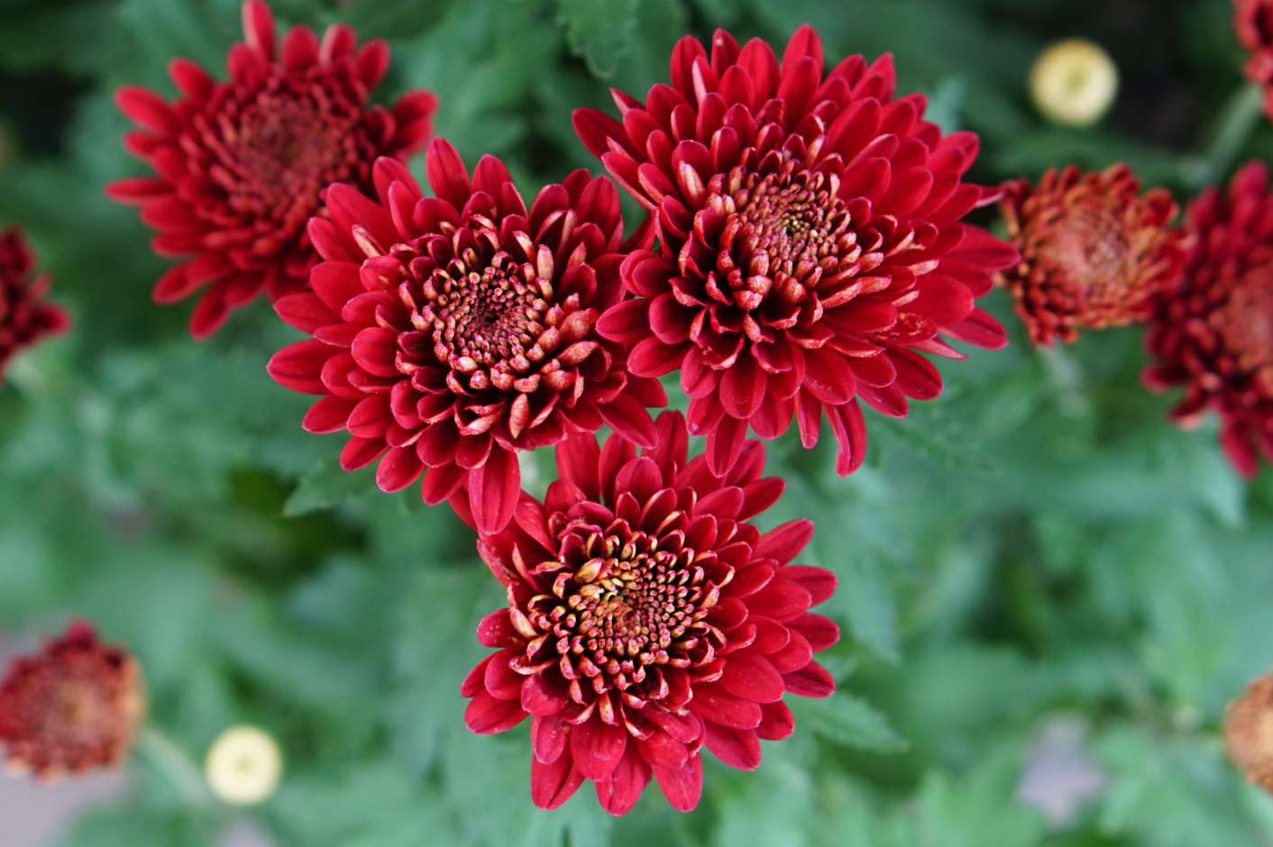 Chrysanthemum 'Morden Garnet' Hardy Mum