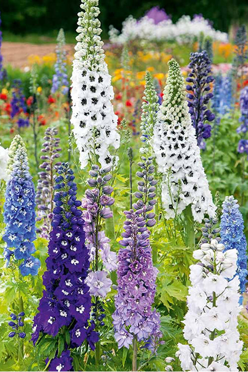 Delphinium - 'Blue Fountain' Larkspur