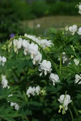 'Alba' Bleeding Heart White