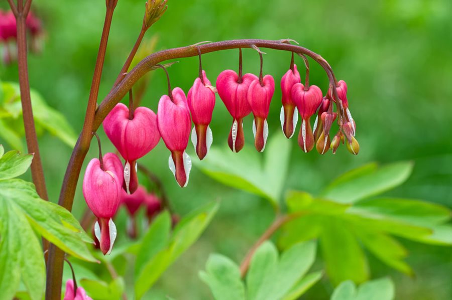 Bleeding Heart - Common Pink