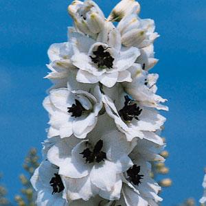 Delphinium - 'Percival' Larkskpur