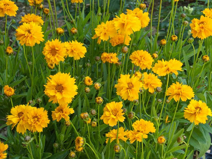 'Early Sunrise' Tickseed