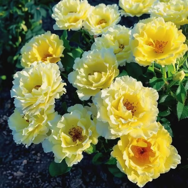 'Yukon Sun' Rose