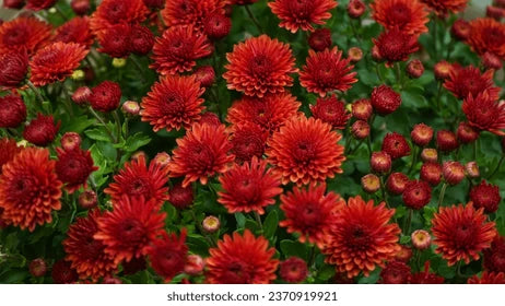 Chrysanthemum 'Morden Garnet' Hardy Mum