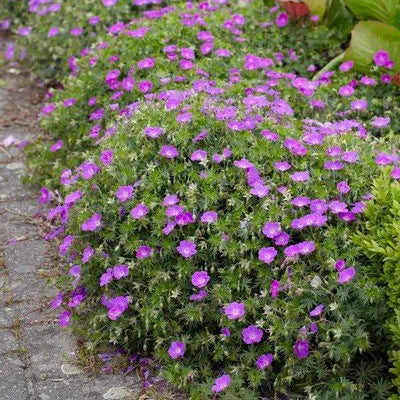 Bloody Cranesbill