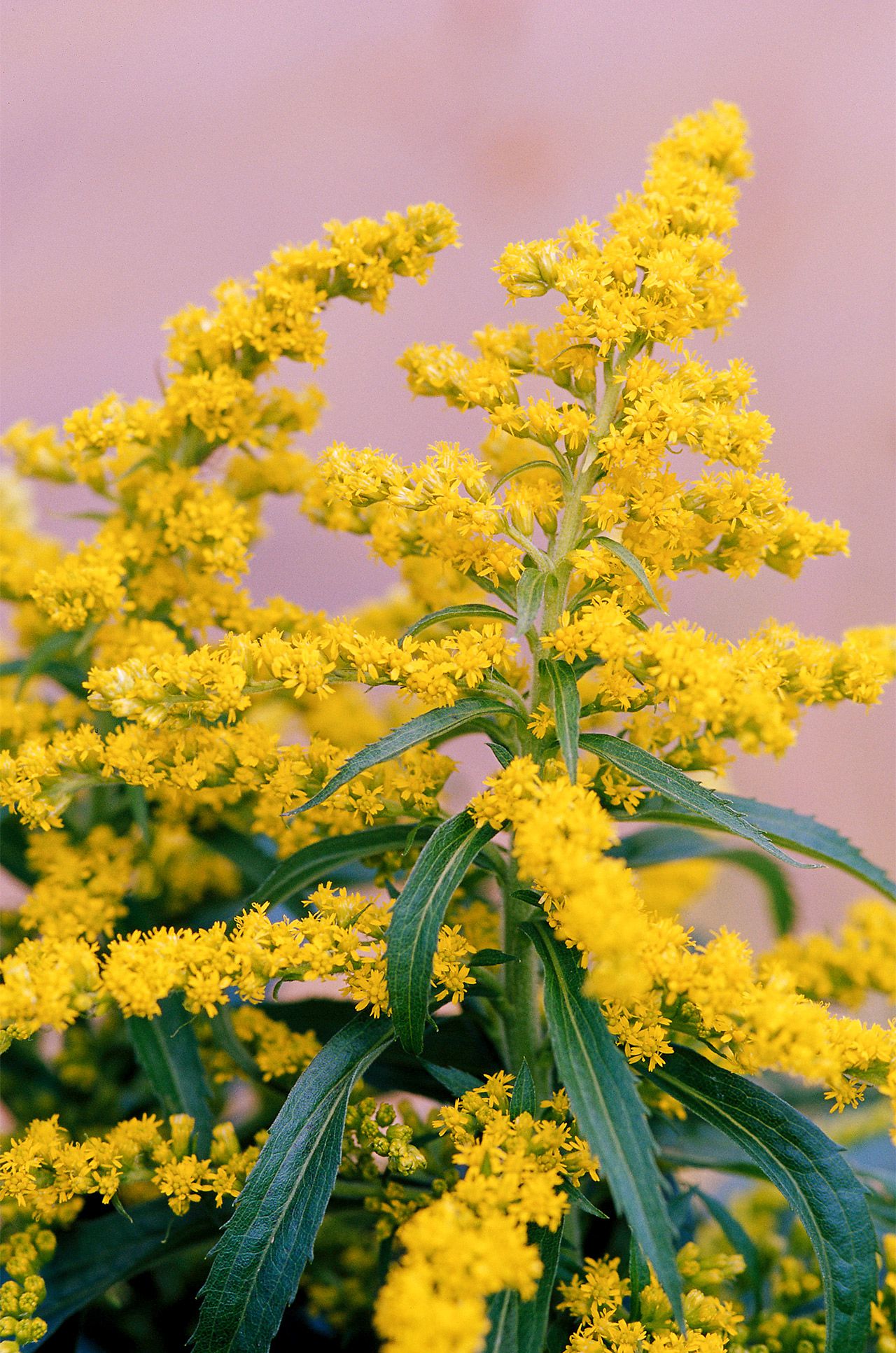 'Little Miss Sunshine' Goldenrod