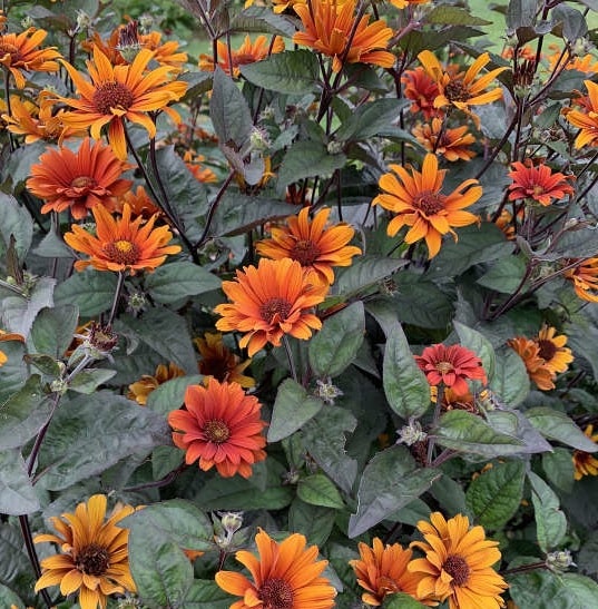 'Bleeding Hearts' False Sunflower