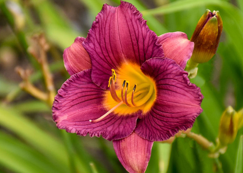 'Purple D'Oro' Daylily