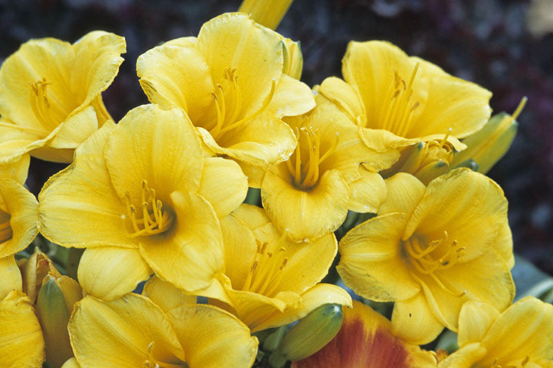 'Stella de Oro' Daylily Yellow