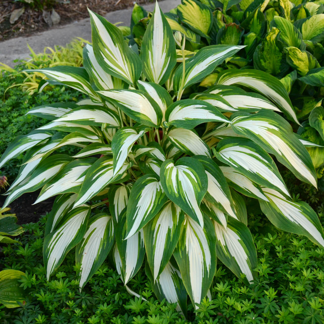 Hosta - 'Cool as a Cucumber'