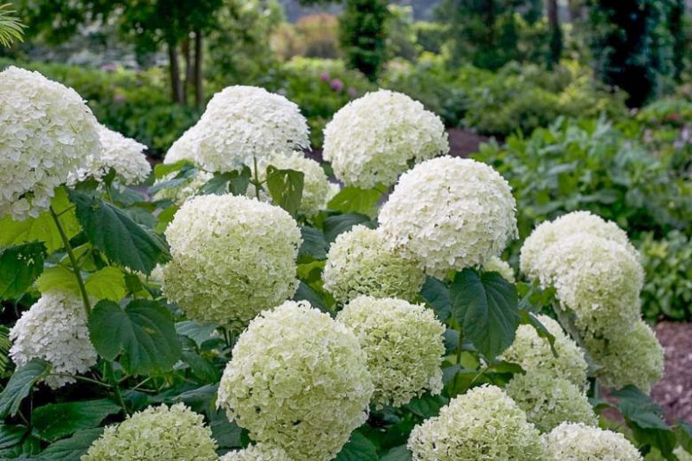 Hydrangea 'Incrediball'