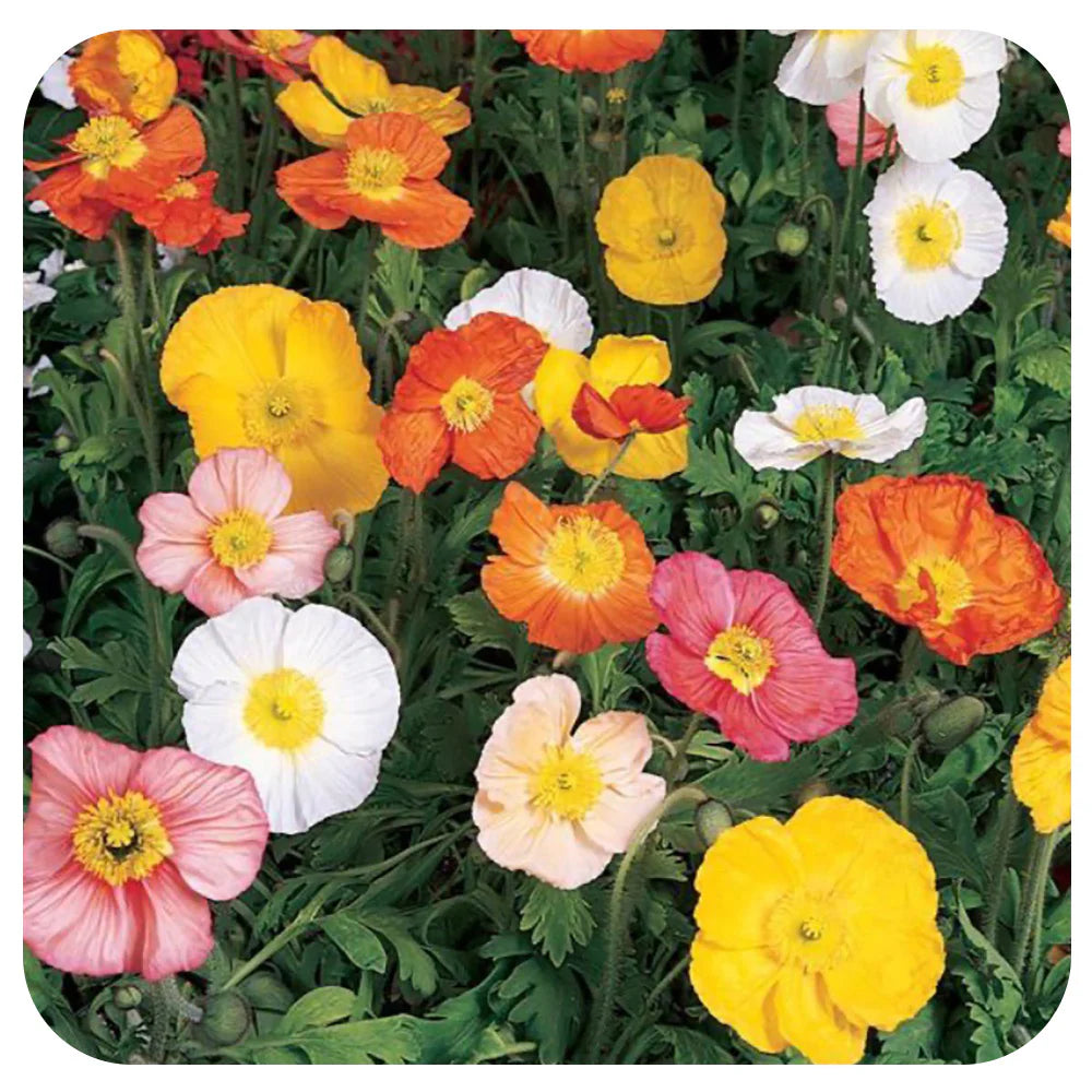 'Champagne Bubbles' Iceland Poppy