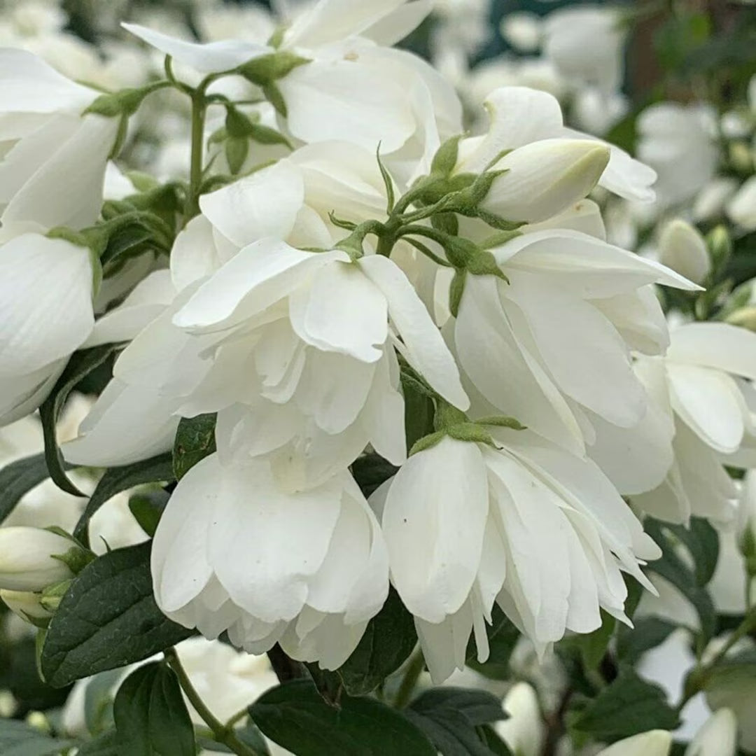 'Snowbelle' Mockorange