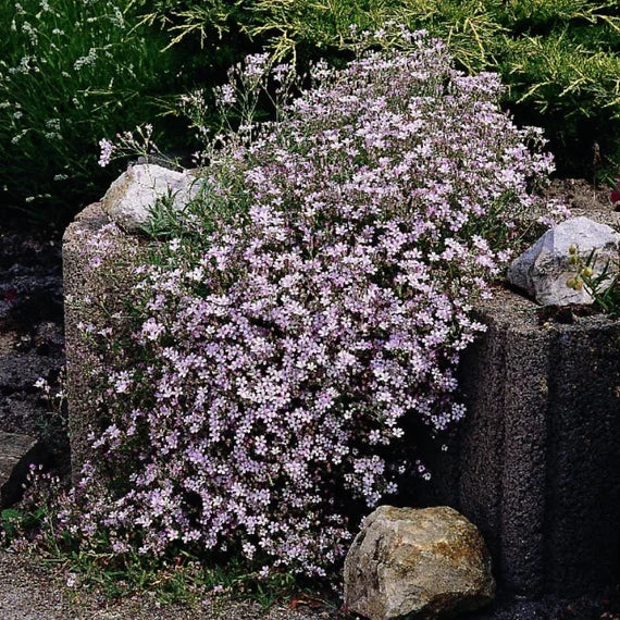 'Rosy Veil' Baby's Breath