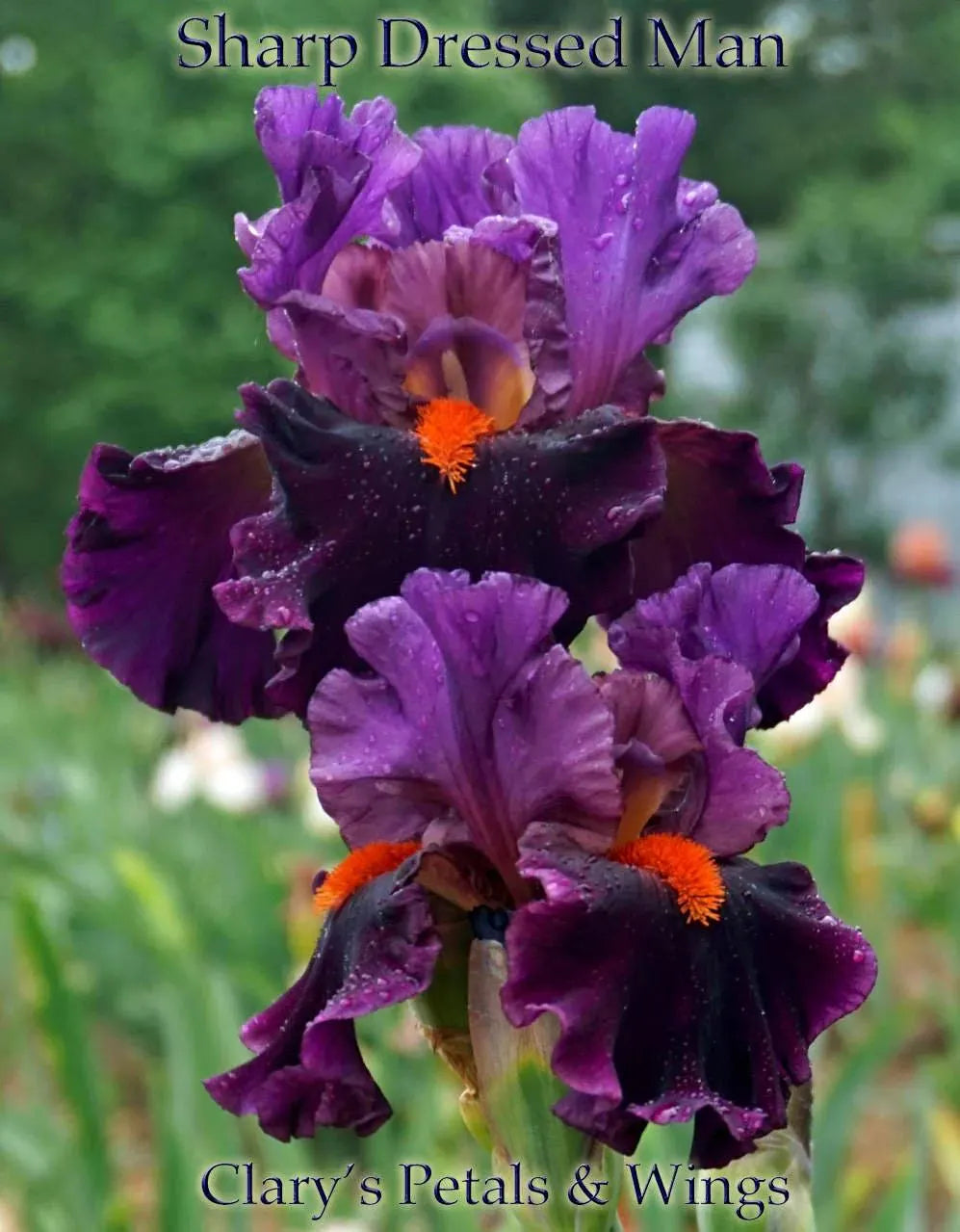 'Sharp Dressed Man' Bearded Iris