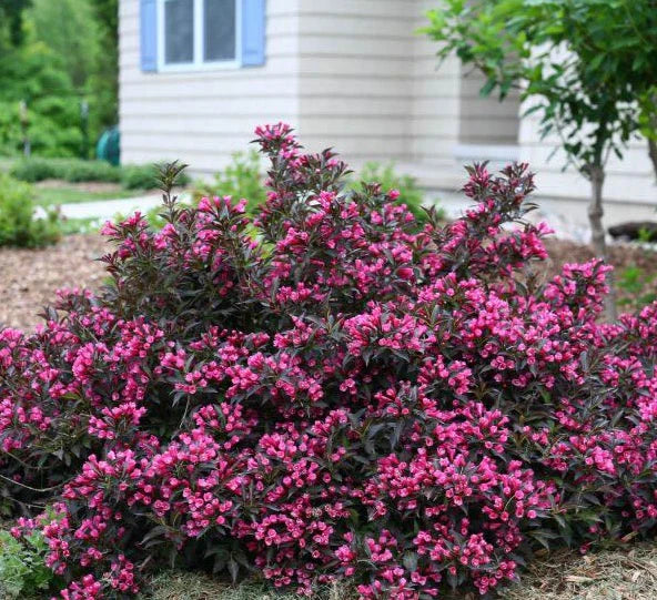 Weigela 'Rumba'