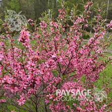 Flowering Almond