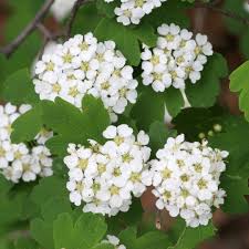 Spiraea 'Threelobed'