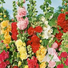 'Chatter's Double' Hollyhock