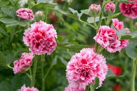 'Fiesta Time' Hollyhock