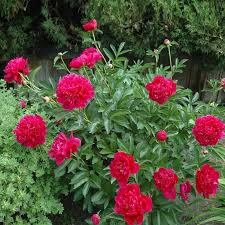 'Felix Krause' Peony Double Red