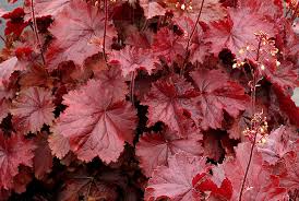 Northern Exposure Red Coral Bells