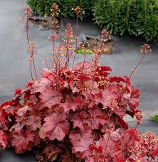 Northern Exposure Red Coral Bells