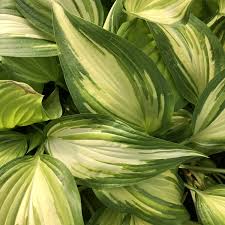 Hosta - 'Cool as a Cucumber'