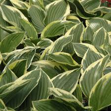 Hosta - 'Fortunei Aureomarginata'