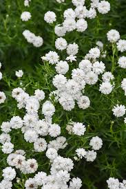 'Peter Cottontail' Yarrow
