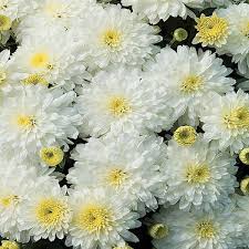 Chrysanthemum. - 'Morden Cameo' Hardy Mum