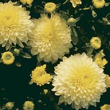 Chrysanthemum 'Morden Canary' Hardy Mum