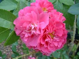 'John Cabot' Climbing Rose
