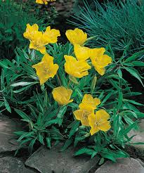 Ozark Sundrops