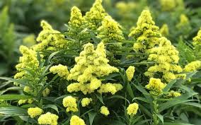 'Little Miss Sunshine' Goldenrod