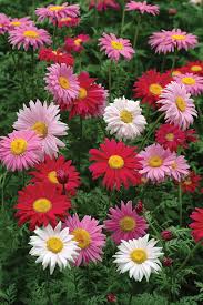 Robinson Hybrid Painted Daisy